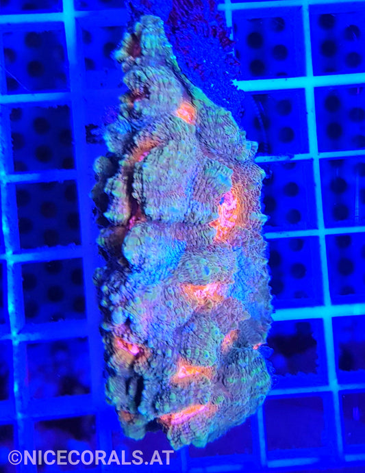 Chalice Rainbow Color
