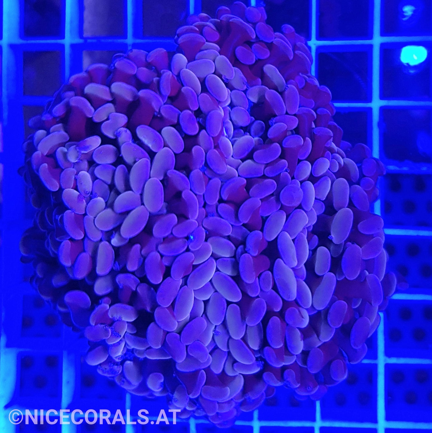 Euphyllia Paraancora 4-5 Heads