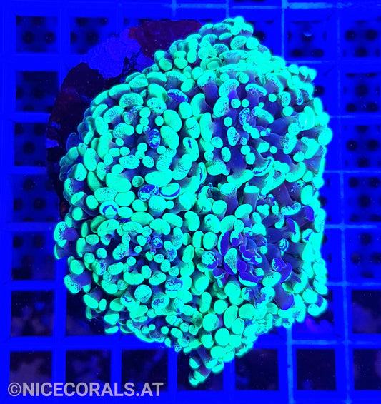 Euphyllia Paraancora 4-5 Heads