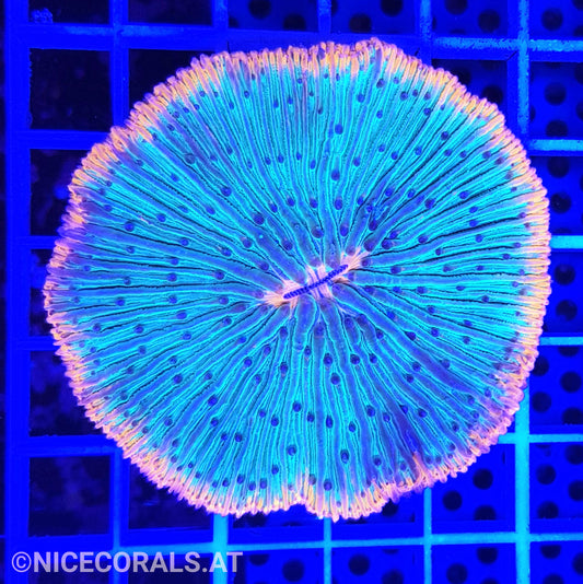 Cycloseris
