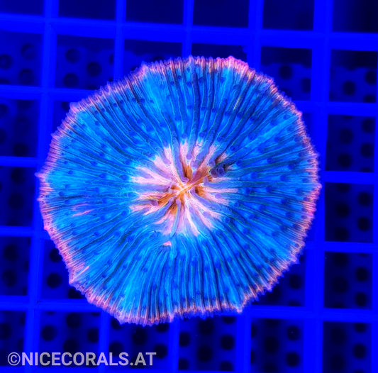 Cycloseris Red Rim