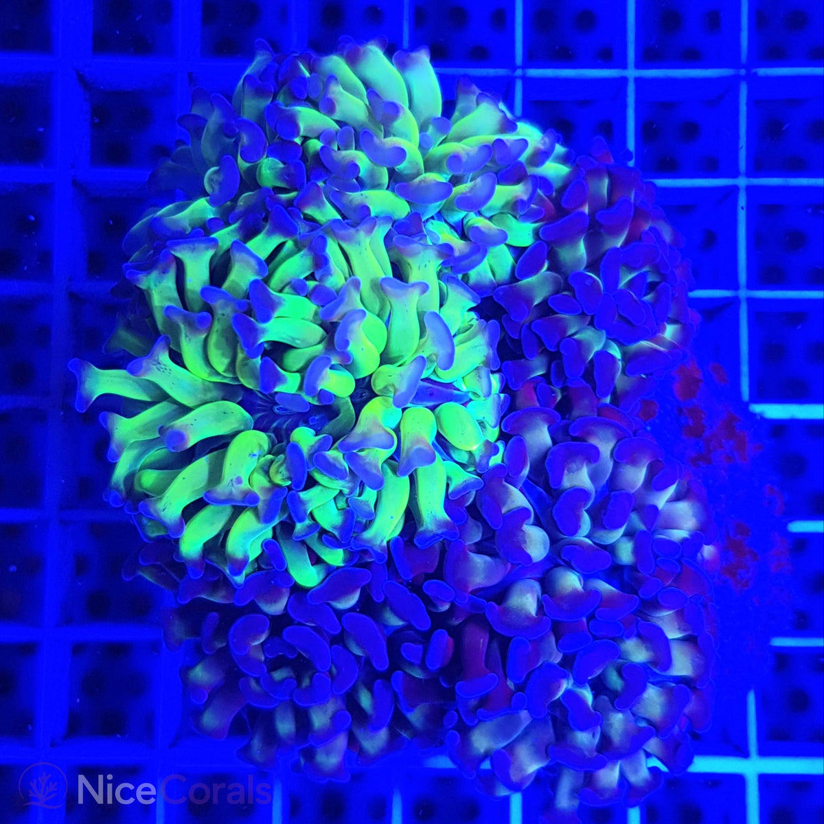 Euphyllia paraancora