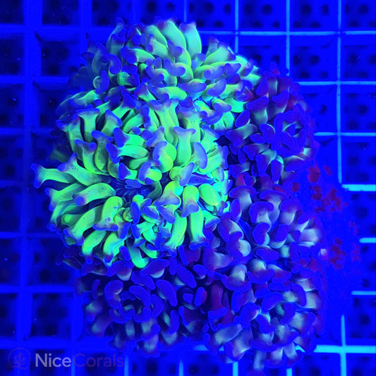 Euphyllia paraancora