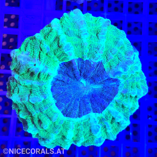 Cynarina SP. Acanthophyllia
