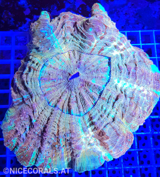 Cynarina SP. Acanthophyllia XXL