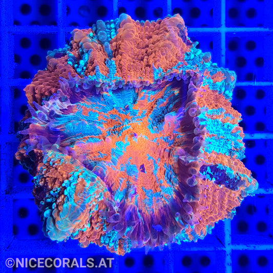 Cynarina SP. Acanthophyllia