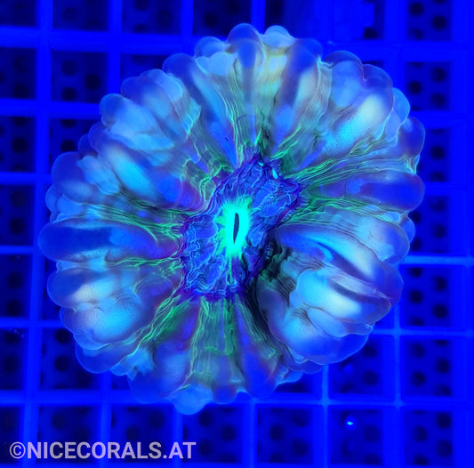 Cynarina Multicolor