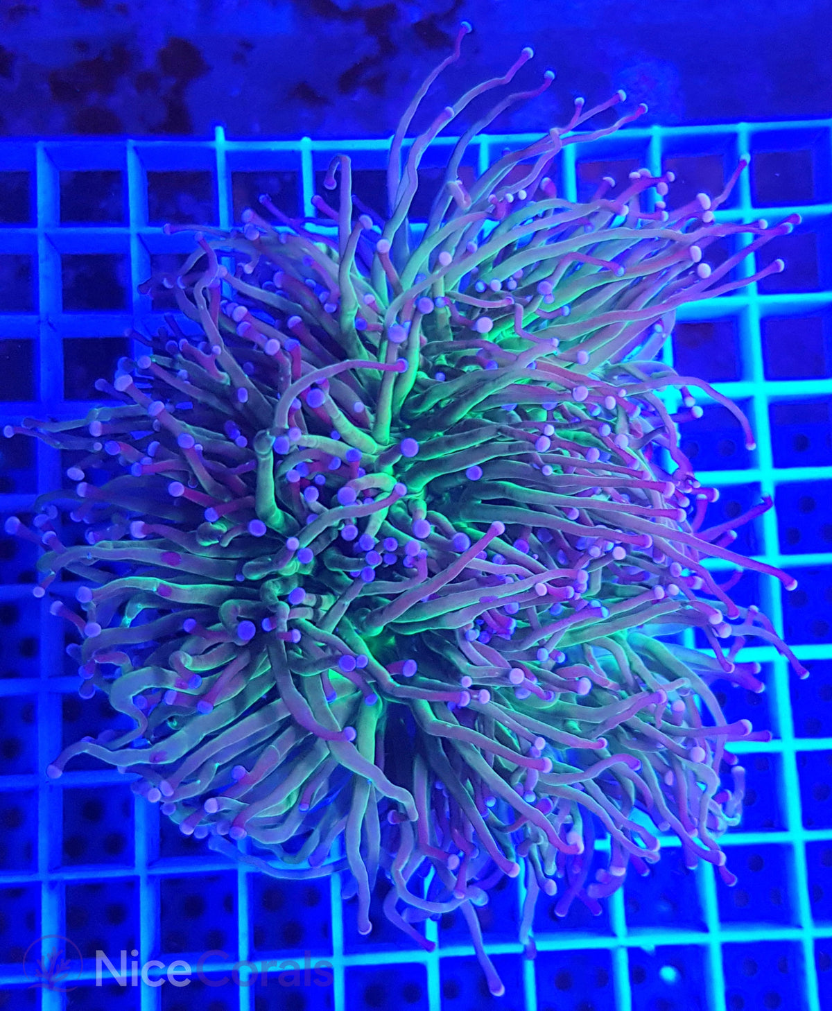 Euphyllia glabrescens
