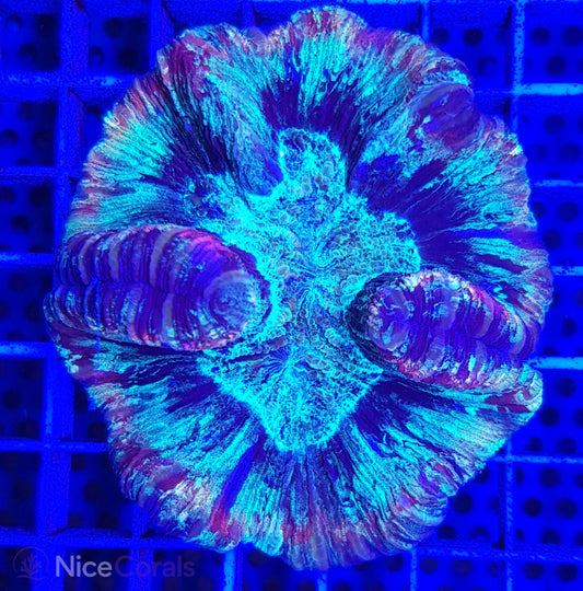 Trachyphyllia