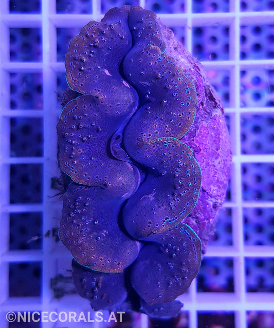 Tridacna crocea 8cm