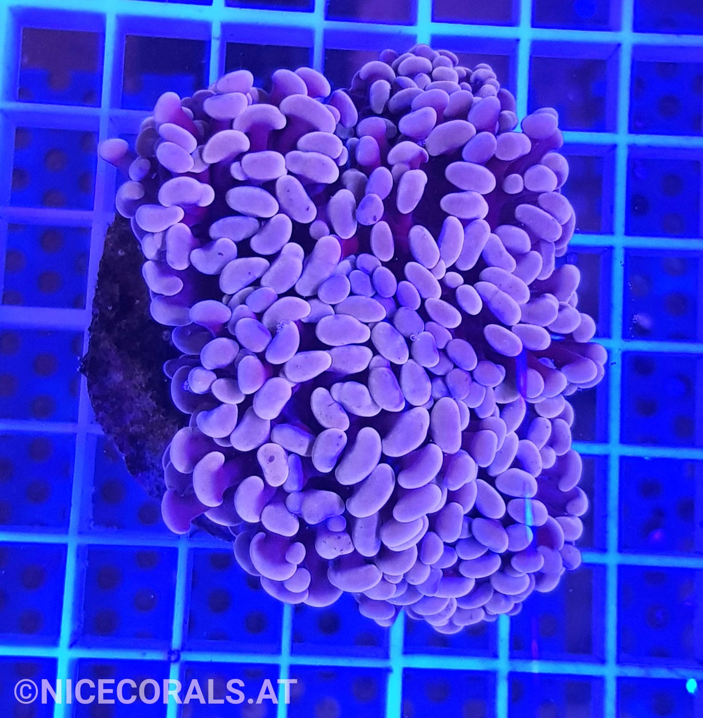 Euphyllia Paraancora 4-5 Heads