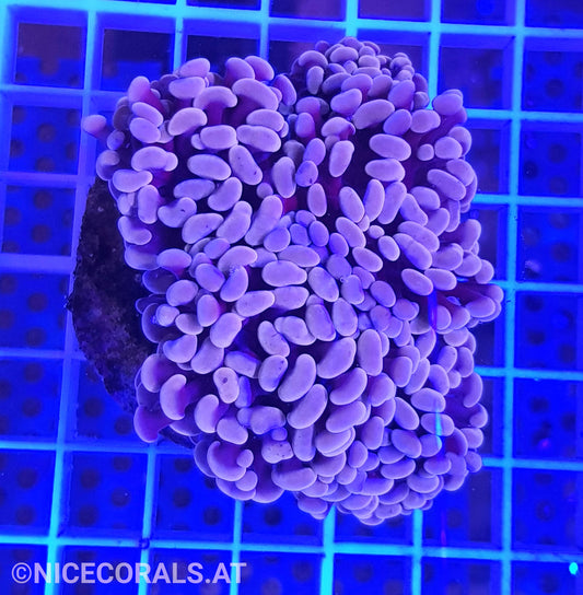 Euphyllia Paraancora 4-5 Heads