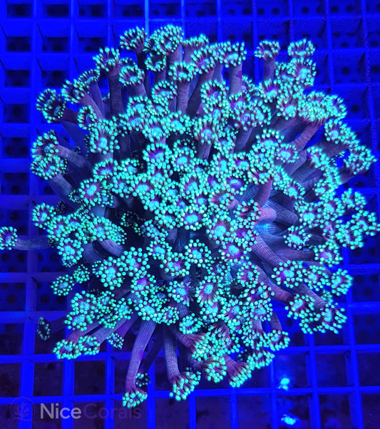 Goniopora