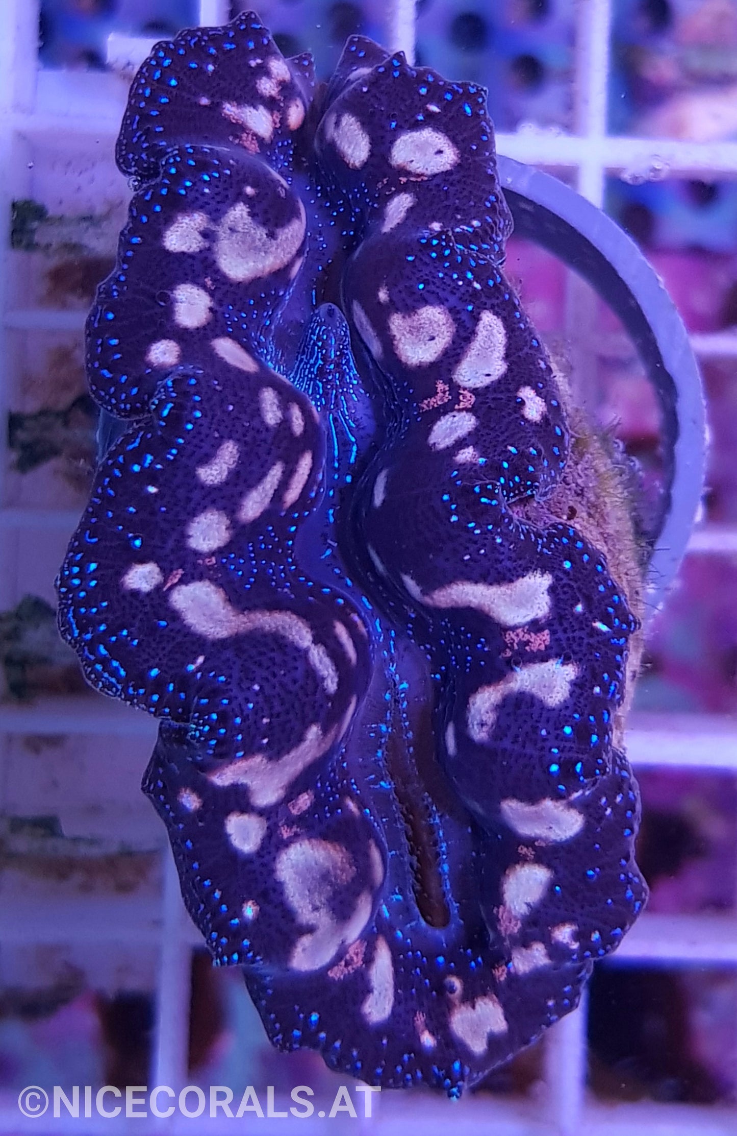 Tridacna crocea 5cm