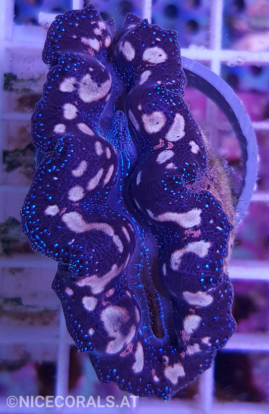 Tridacna crocea 5cm