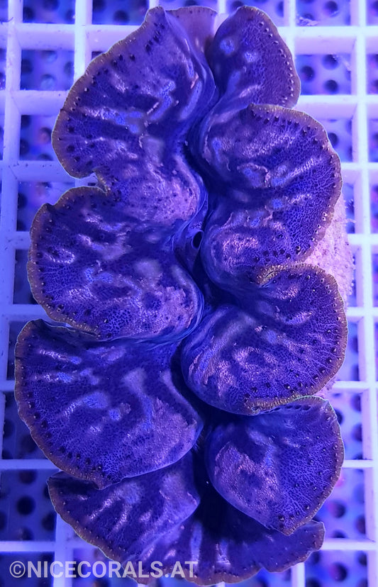 Tridacna crocea 8cm