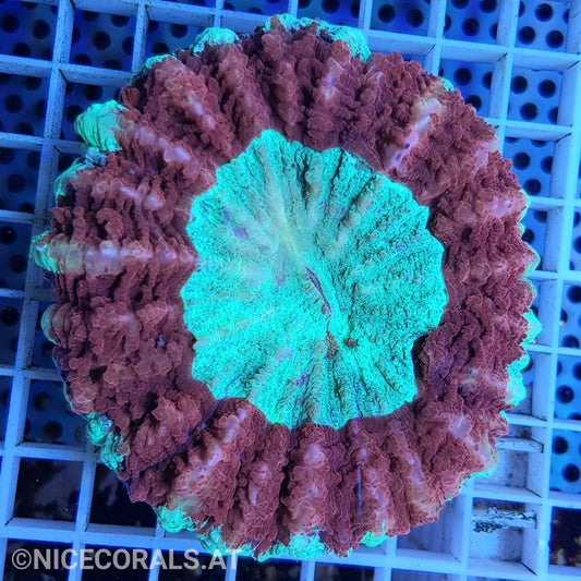 Cynarina SP. Acanthophyllia