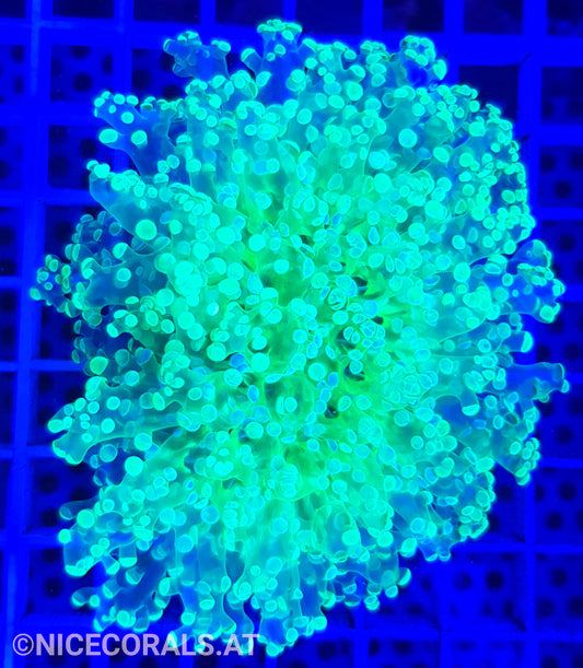 Euphyllia Divisa Metallic Green