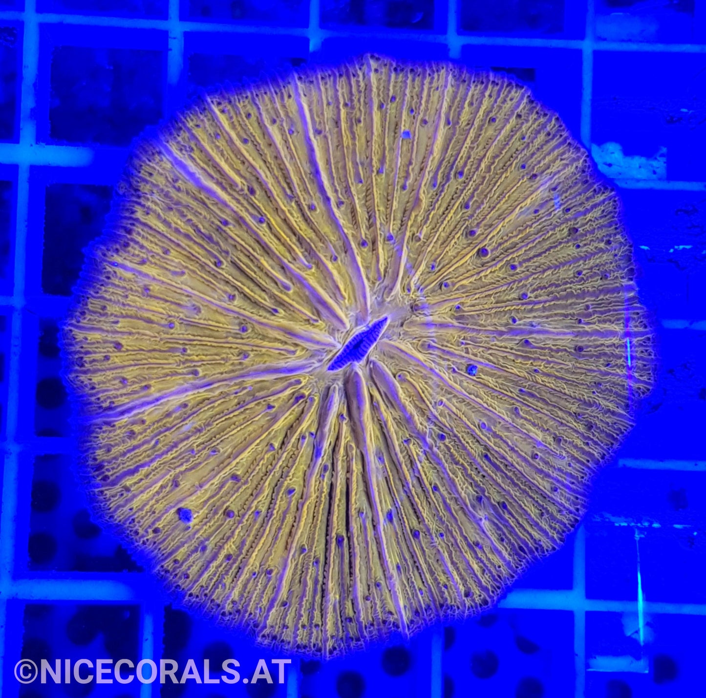 Cycloseris