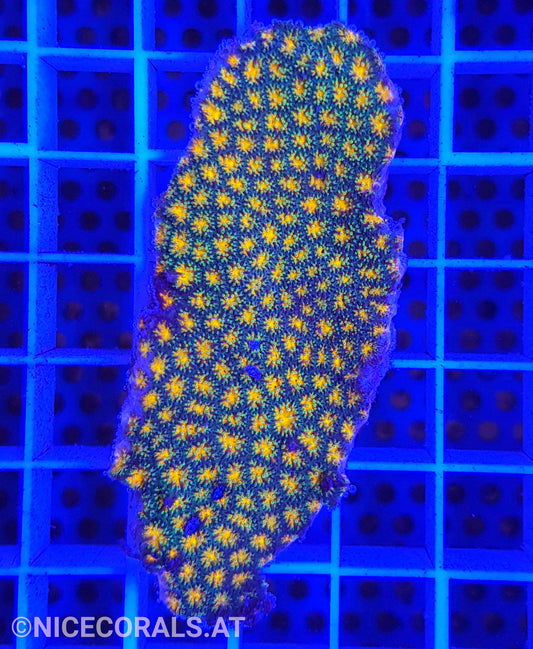 Leptastrea