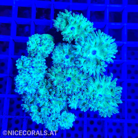 Duncanopsammia