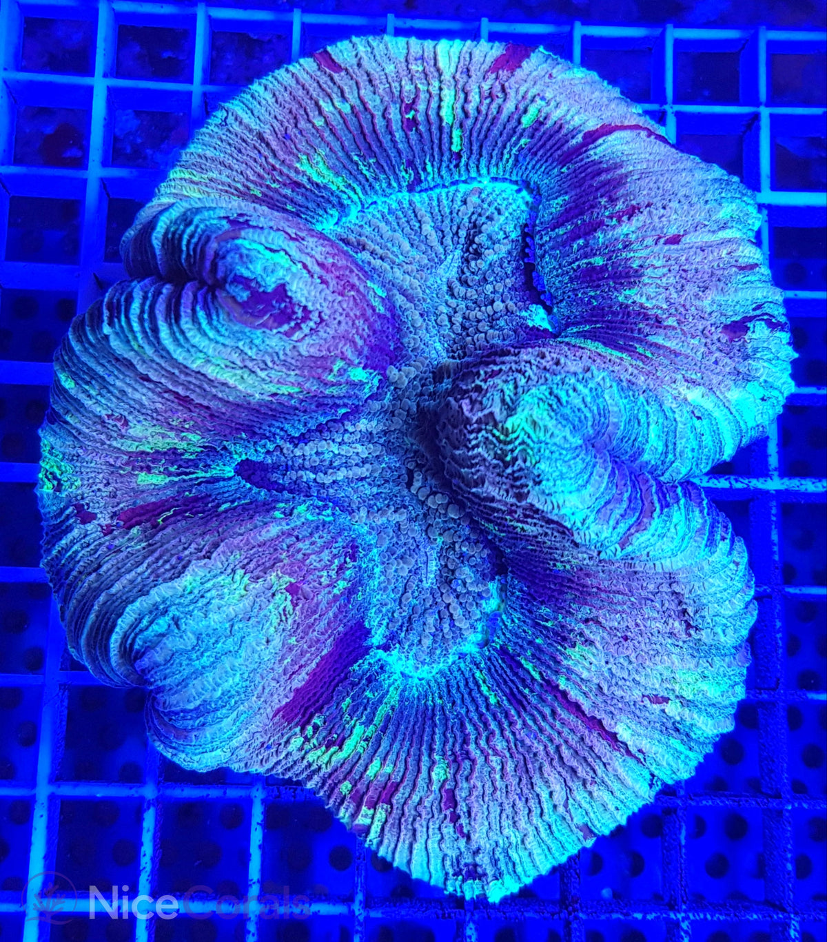 Trachyphyllia