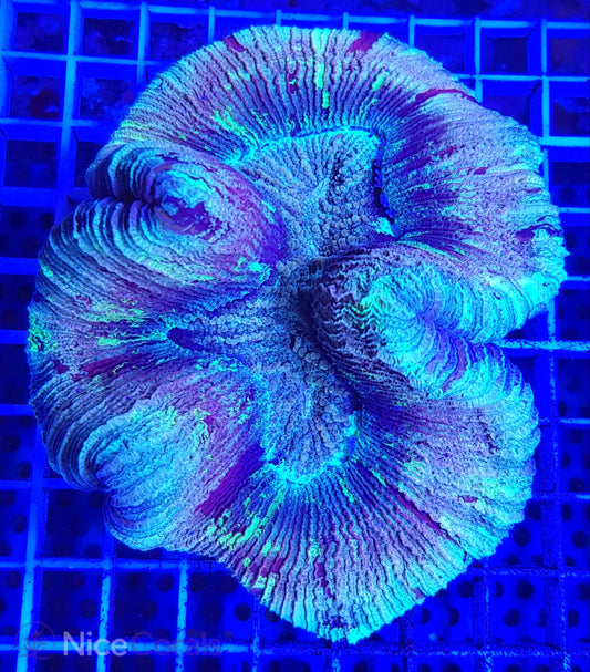 Trachyphyllia