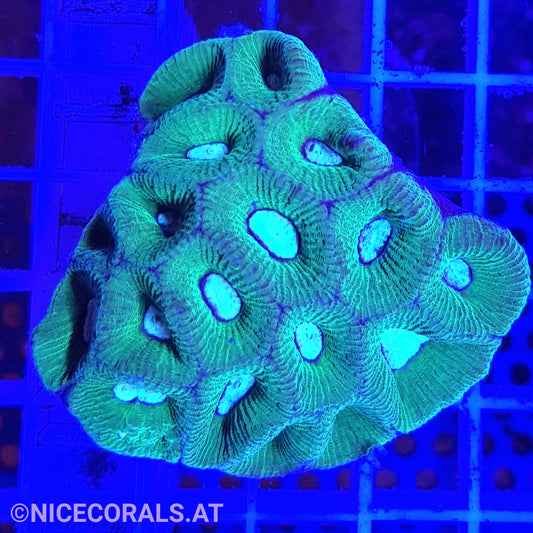 Goniastrea