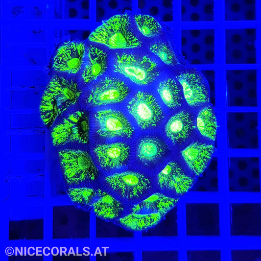 Goniastrea