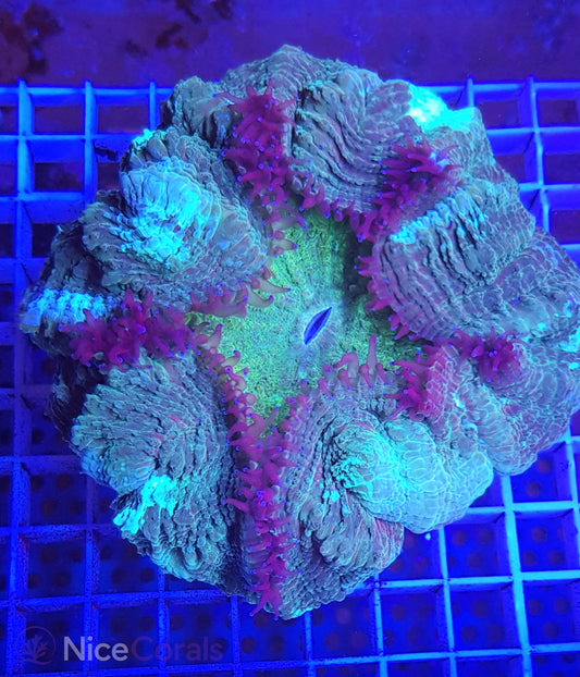 Cynarina SP. Acanthophyllia