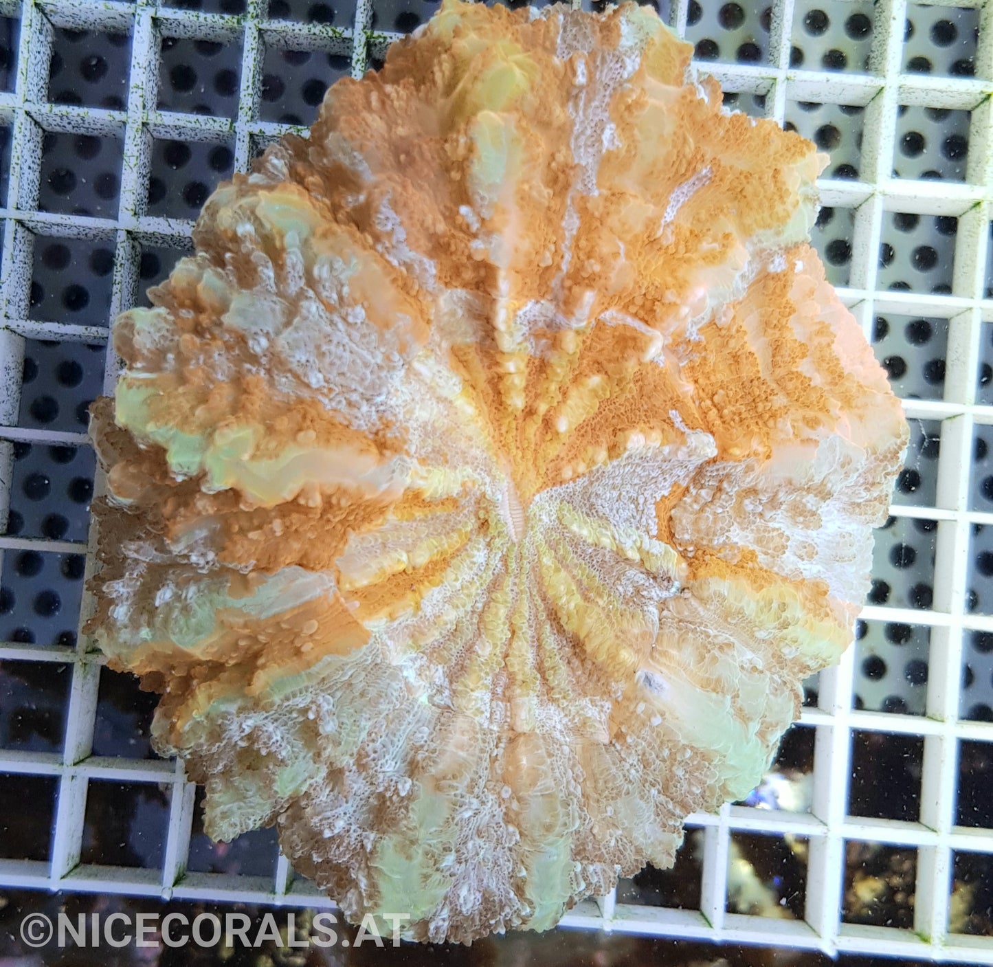 Cynarina SP. Acanthophyllia