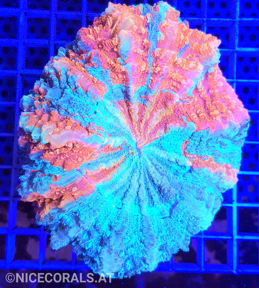 Cynarina SP. Acanthophyllia