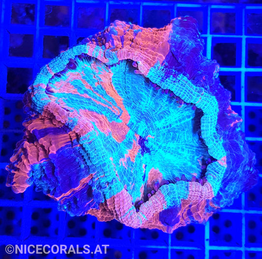 Cynarina SP. Acanthophyllia