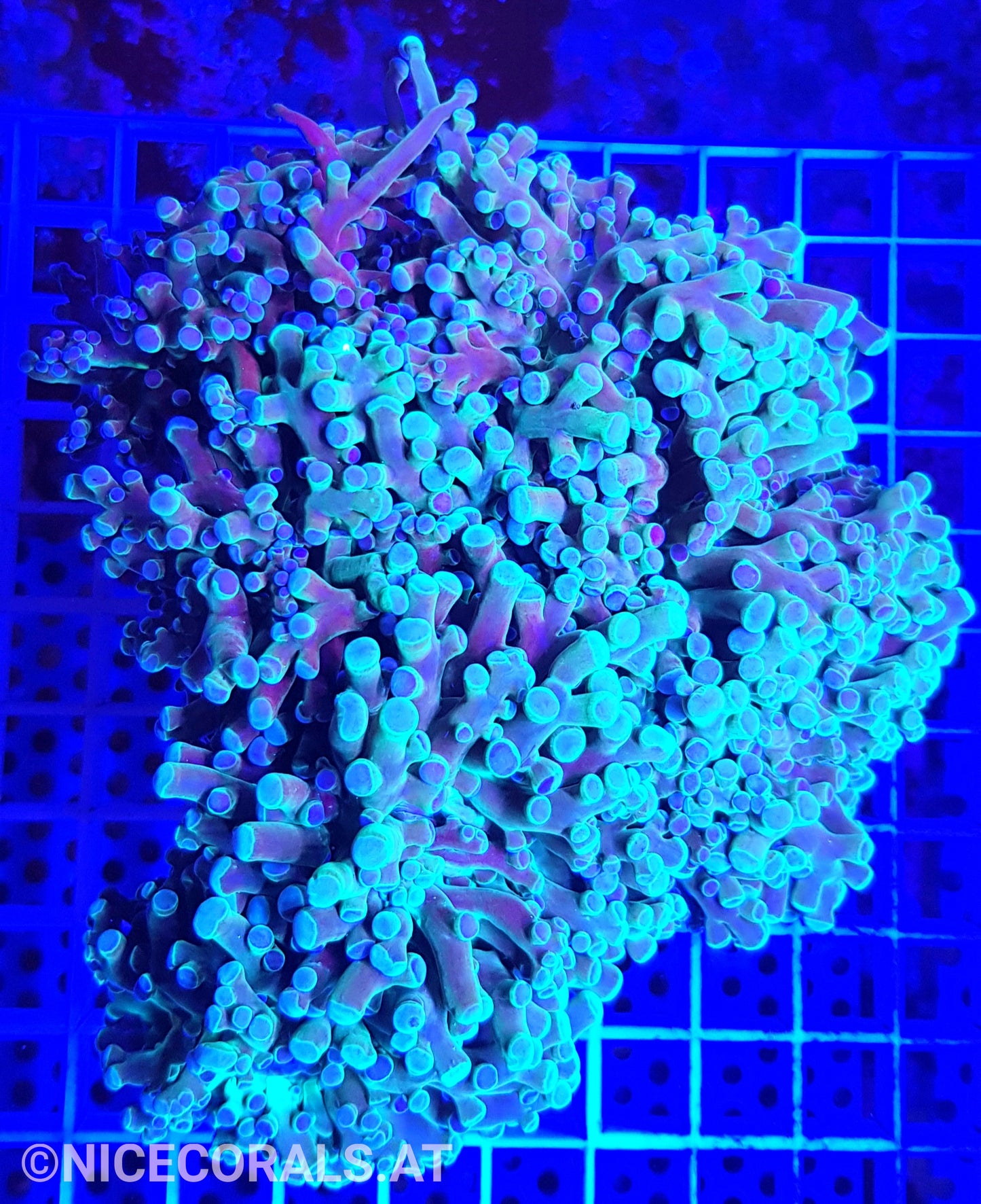 Euphyllia Paradivisa 4-5 Heads