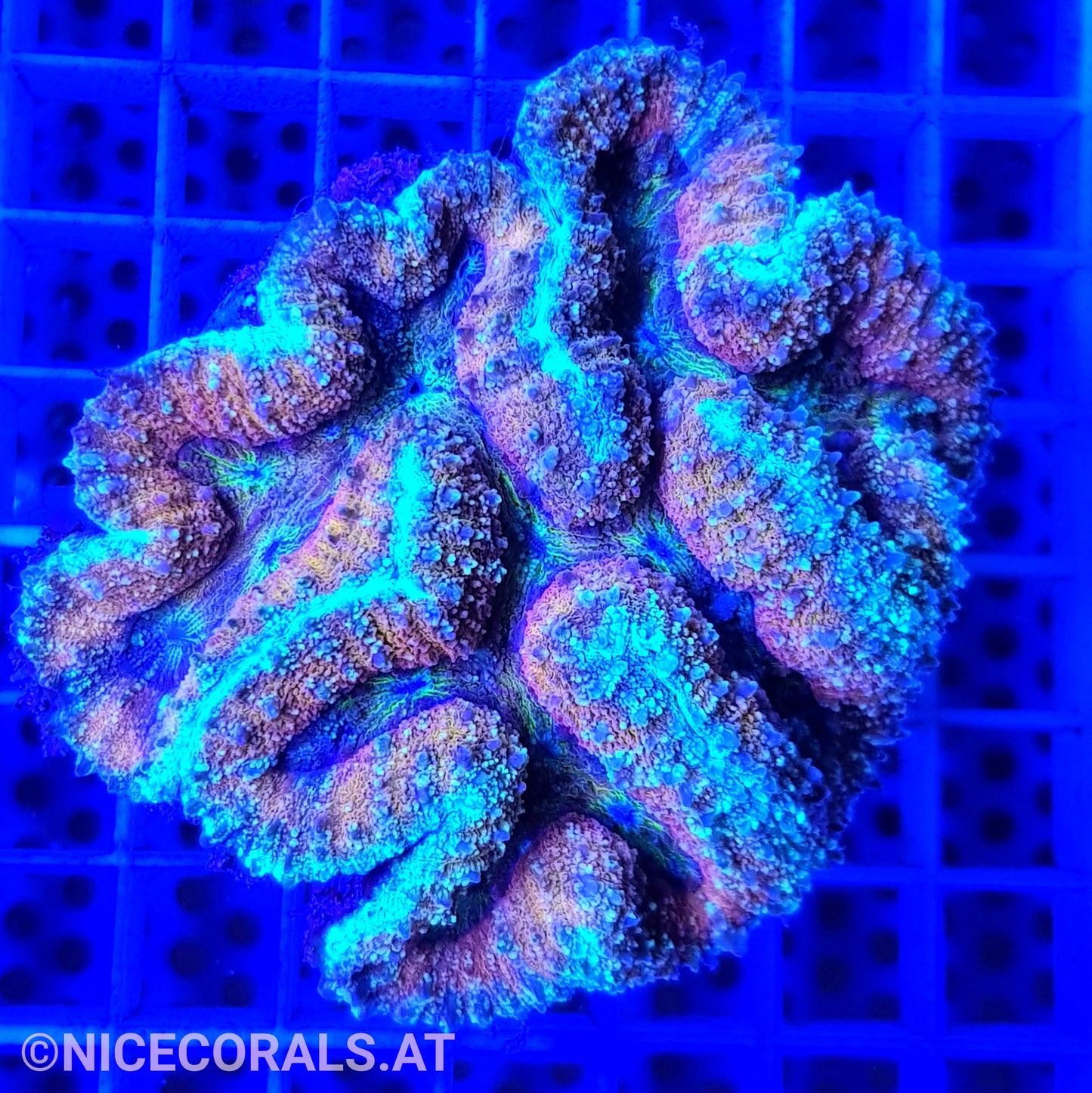 Symphyllia