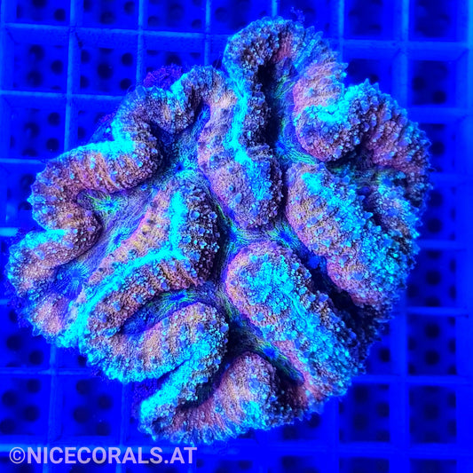 Symphyllia