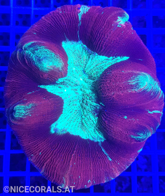 Trachyphyllia