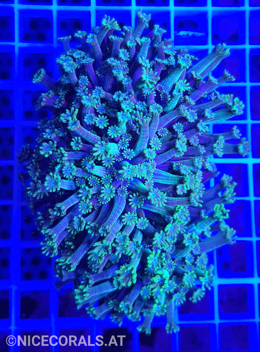 Alveopora