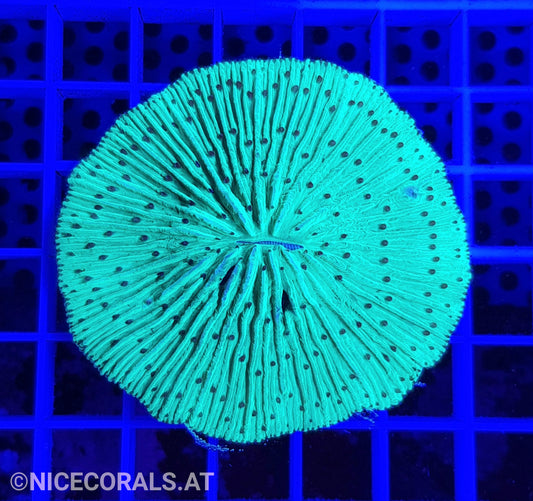 Cycloseris