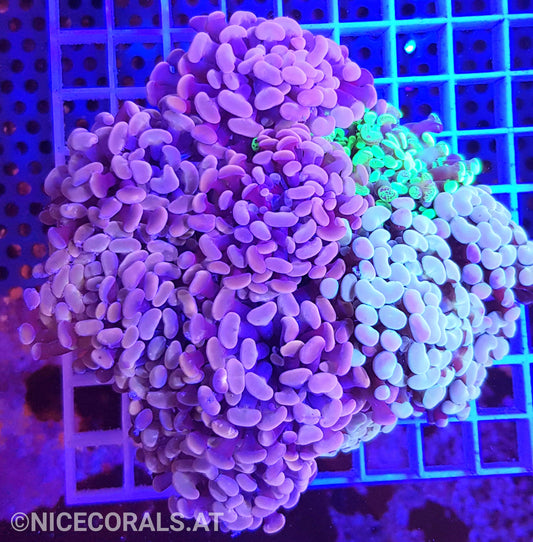 Euphyllia Paraancora Mix 10 Heads