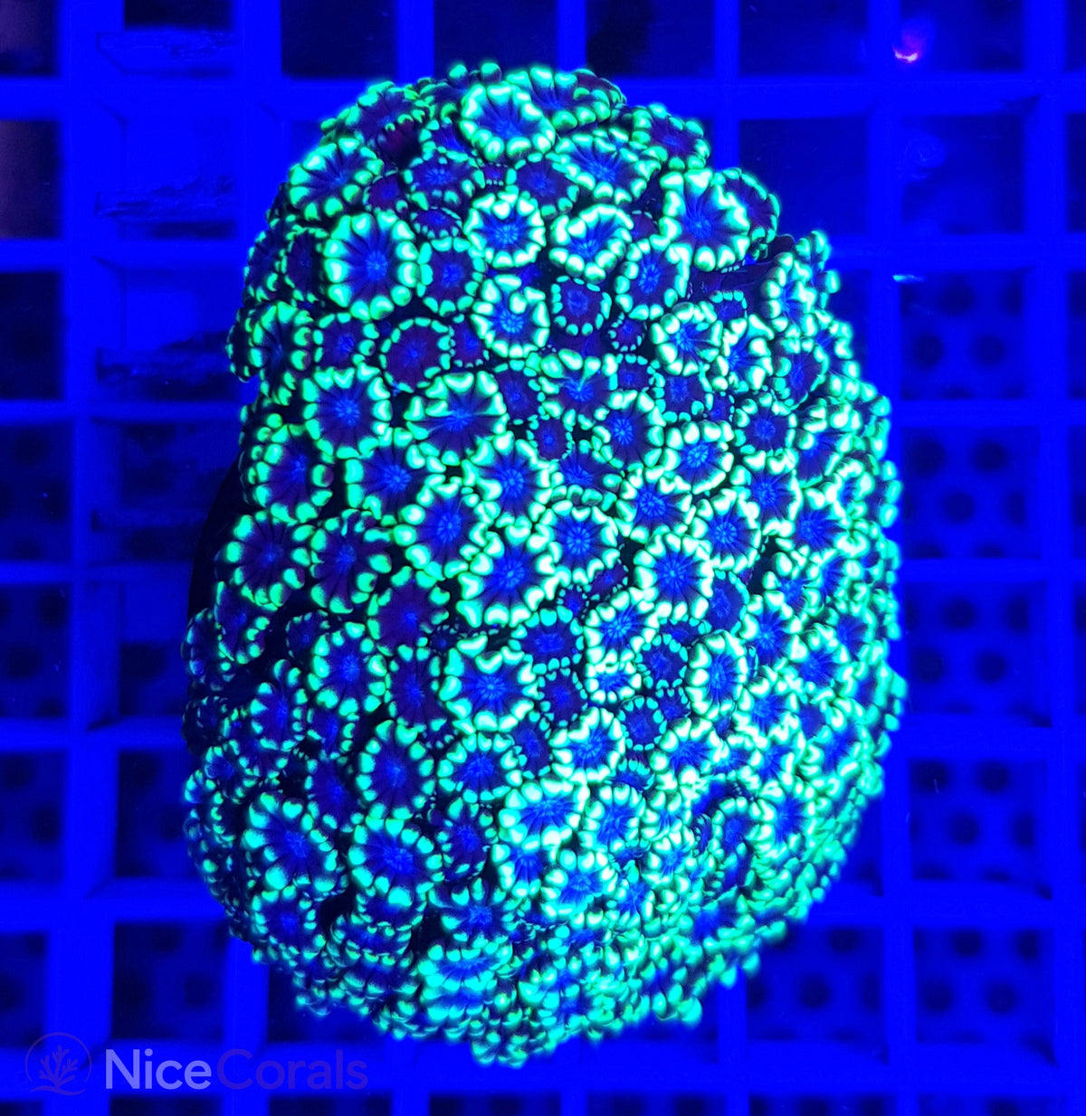 Alveopora