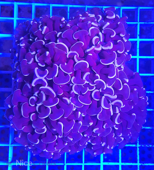 Euphyllia ancora