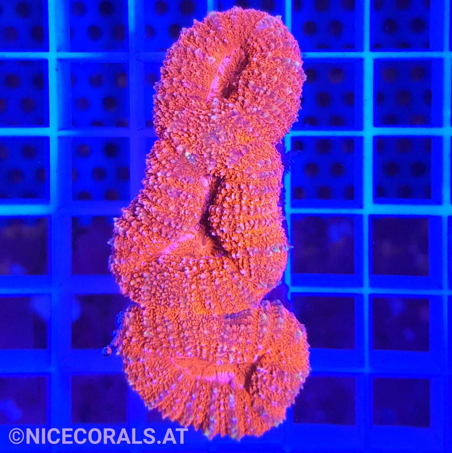 Lobophyllia