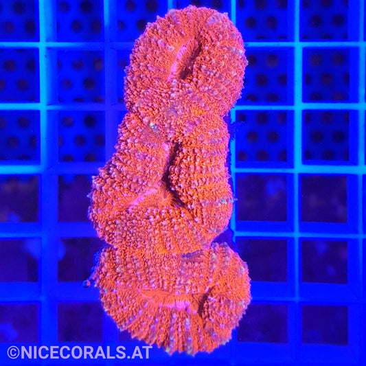 Lobophyllia
