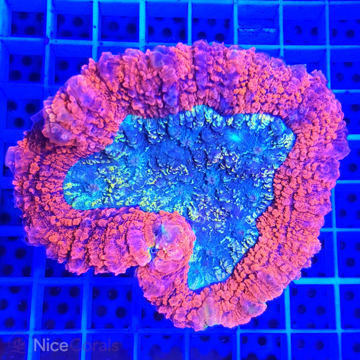 Lobophyllia