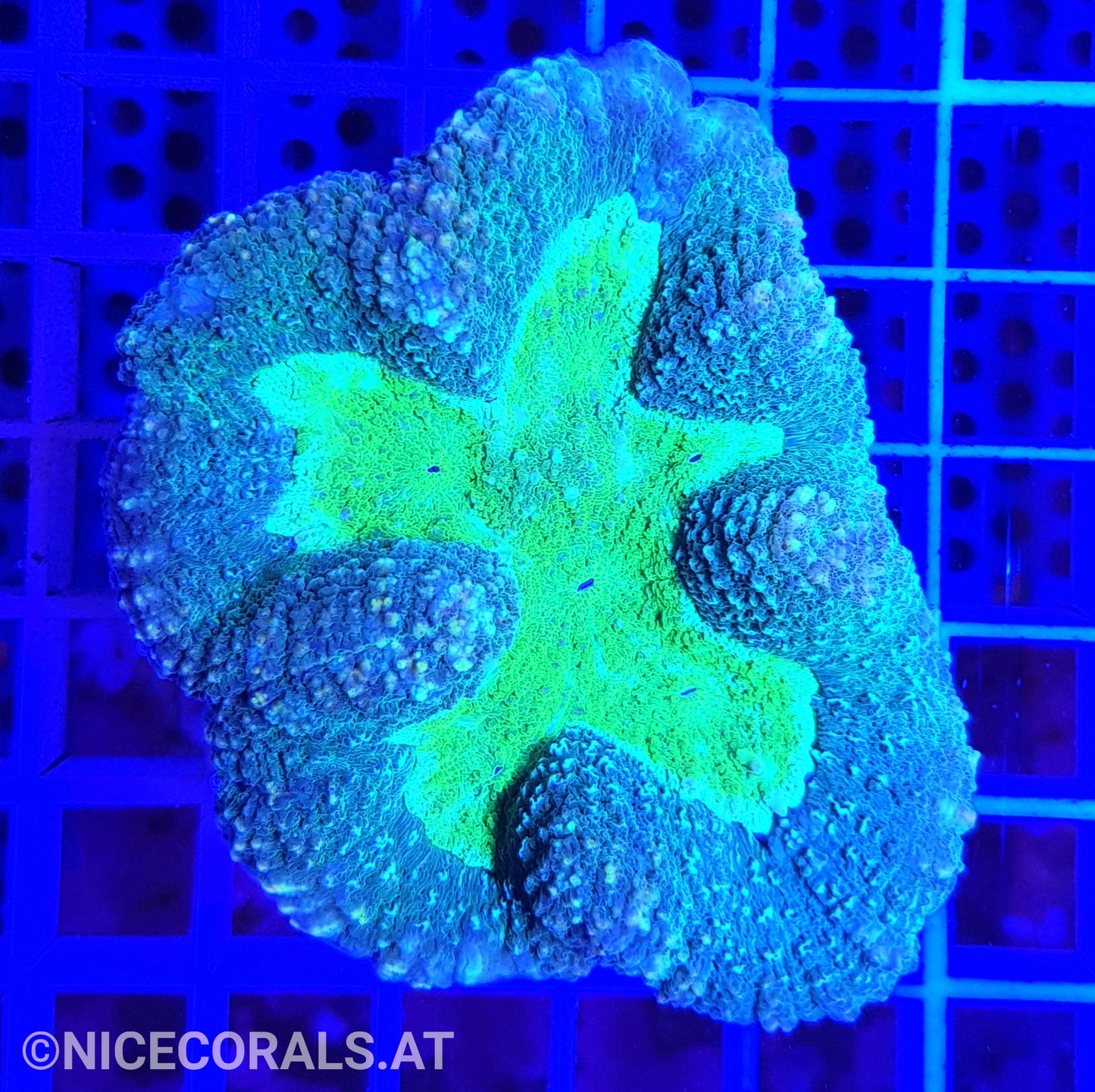Symphyllia
