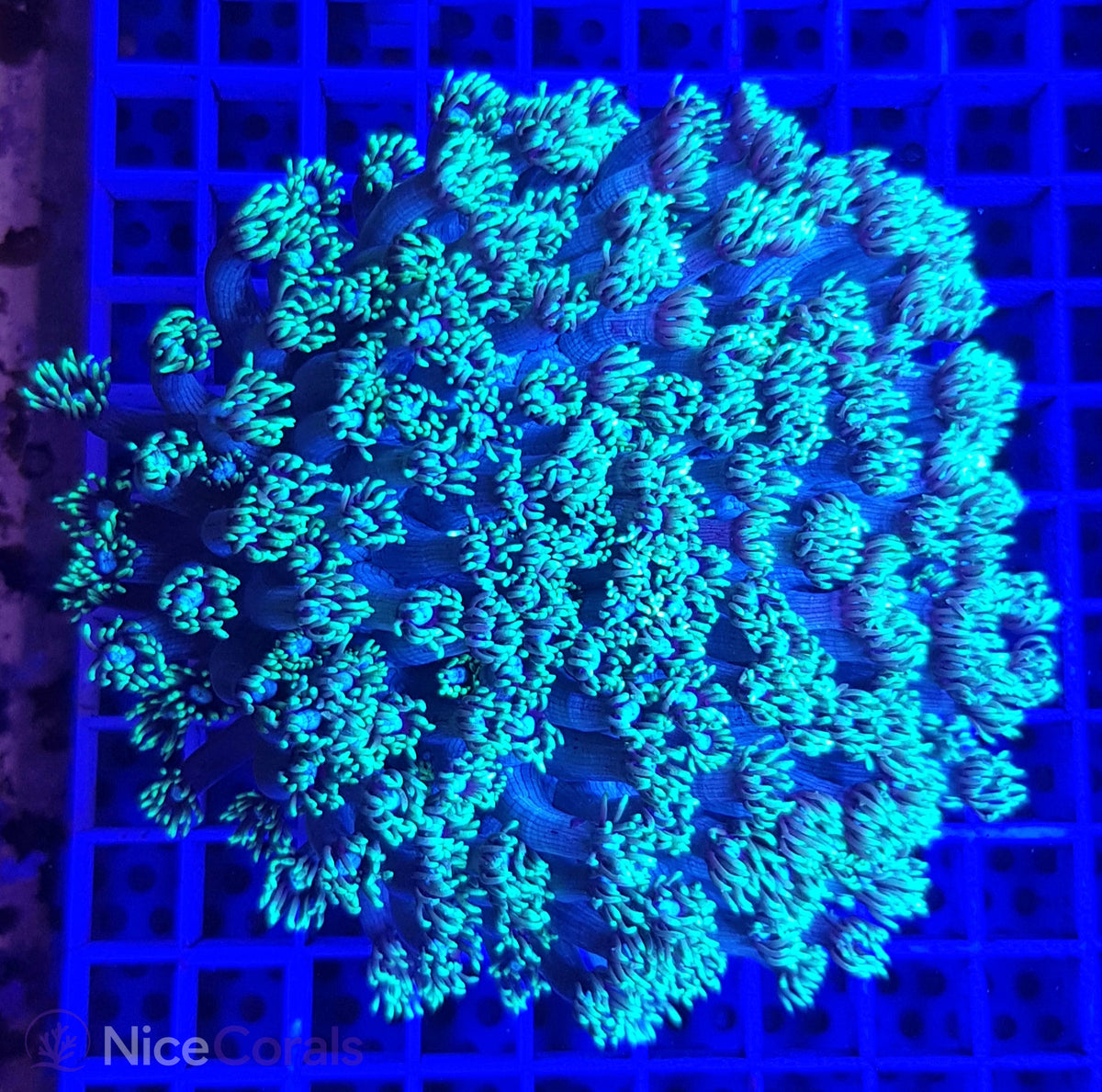 Goniopora XL