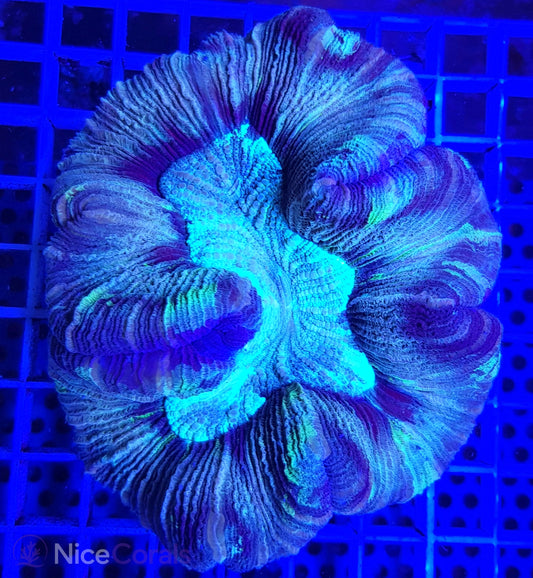Trachyphyllia