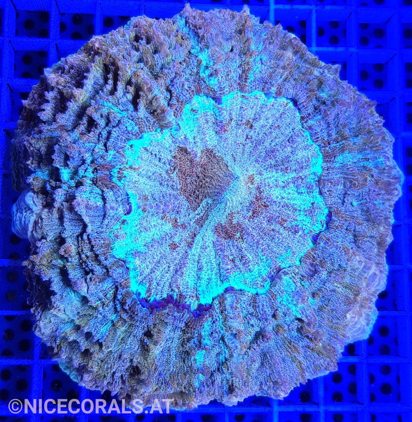 Cynarina SP. Acanthophyllia