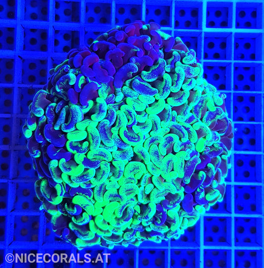 Euphyllia ancora